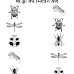Object Matching Worksheets for Nursery-05 (Free PDF Download)
