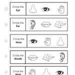 Free Printable Circle the Correct Body Parts Worksheets for Preschool & Kindergarten