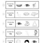 Circle the Correct Body Part Worksheet | Free Printable Body Parts Worksheet-03